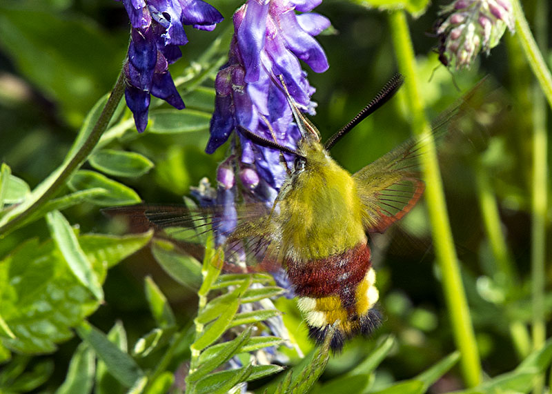 Hemaris fuciformis, Sphingidae
